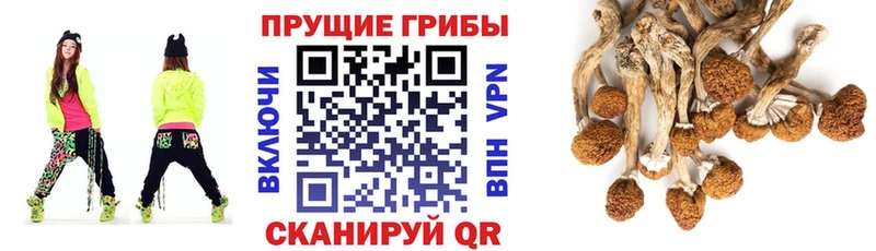 Псилоцибиновые грибы мухоморы  наркошоп  darknet наркотические препараты  Железногорск-Илимский 